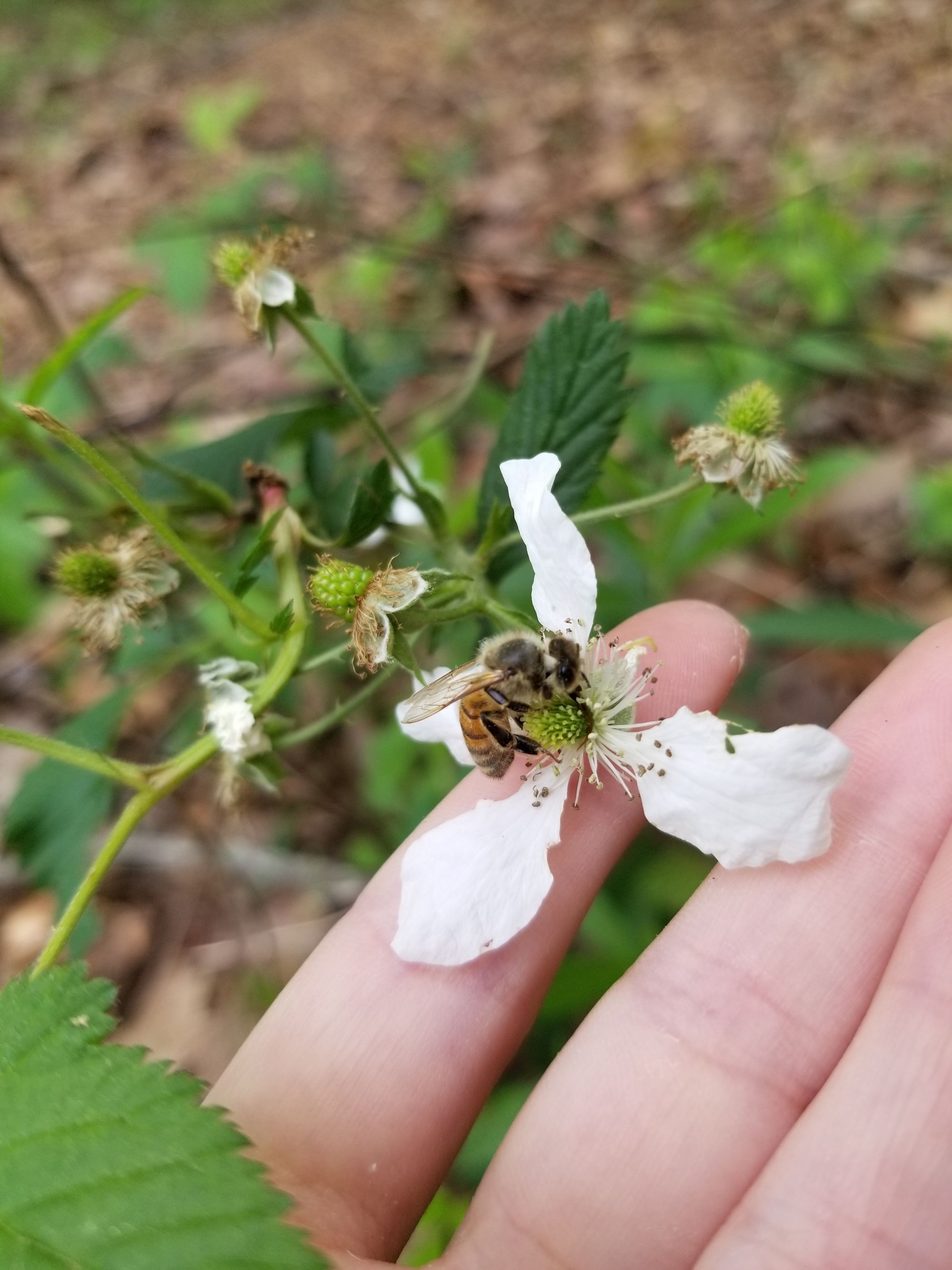 Apiary Adventures